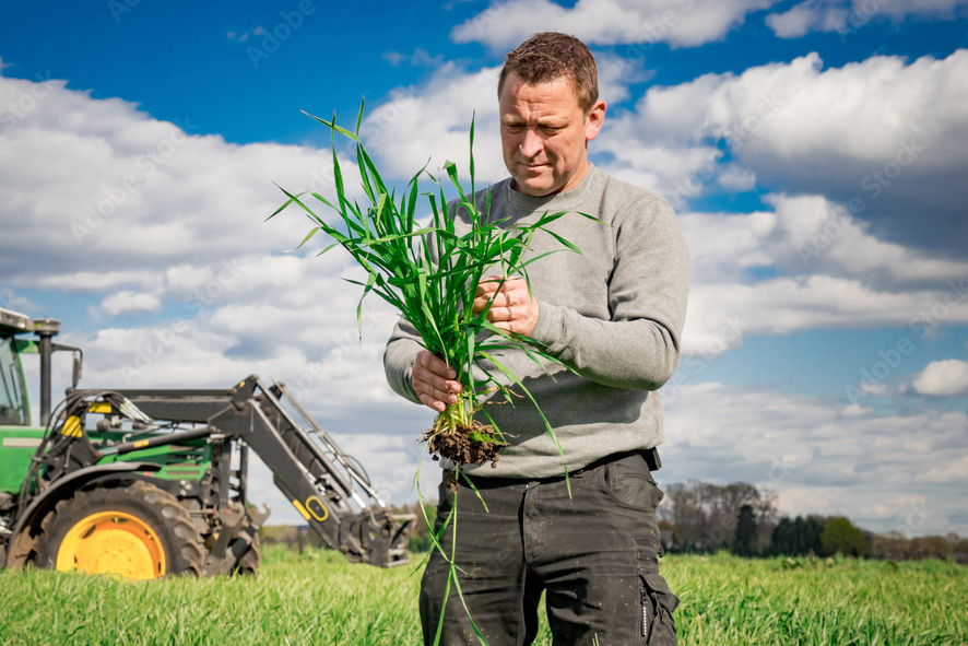 Farmer holding a plant and inspecting it