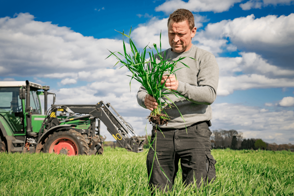 Arable farming - grain field, farmer checks stock development